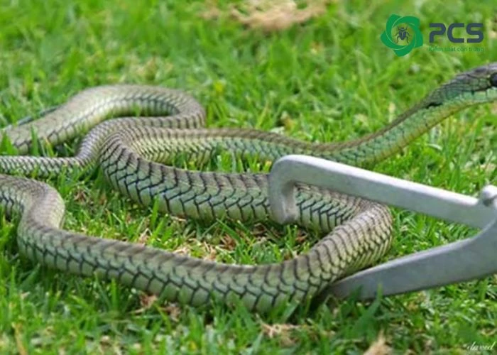 Vì sao cần sử dụng dịch vụ diệt rắn tại Biên Hòa?